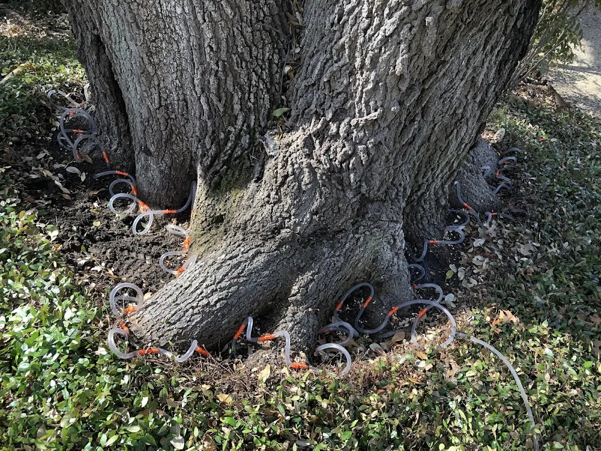Detailed Tree Cabling and Bracing job site in Morning Sun