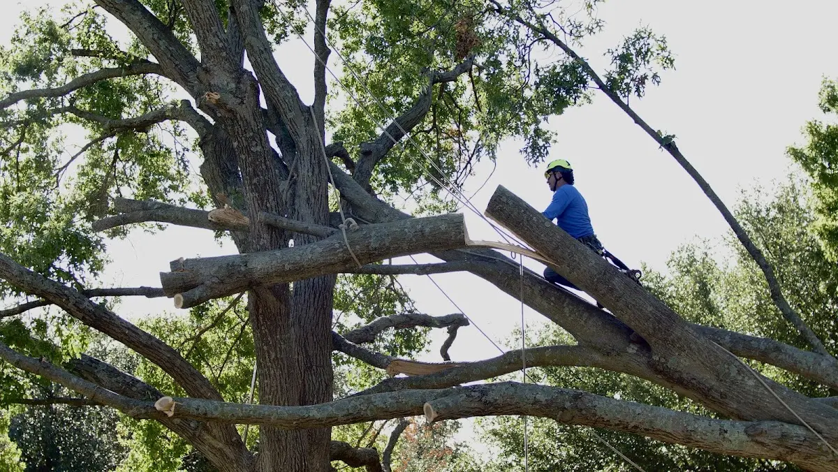 Professional Crown Thinning performed by certified arborists in Morning Sun