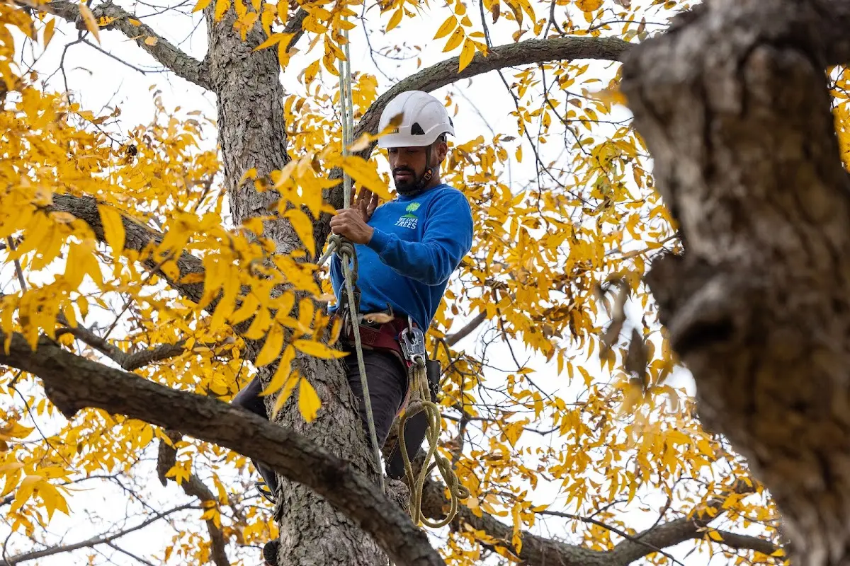 Skilled Arborist Consultation crew working in Morning Sun