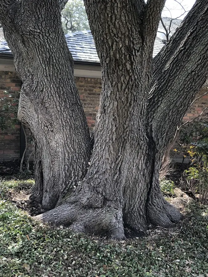 Mature heritage tree close to a Morning Sun property cared for by certified arborists